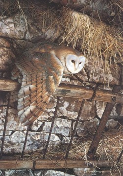 owl animals Oil Paintings
